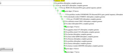 Applications of algae for environmental sustainability: Novel bioplastic formulation method from marine green alga